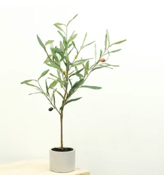 OLIVE TREE
